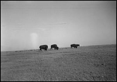 1939 4 Buffalo Grazing Erath co by Steve Casey Erath Co 