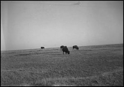 1939 5 Buffalo Grazing Erath co by Steve Casey Erath Co 