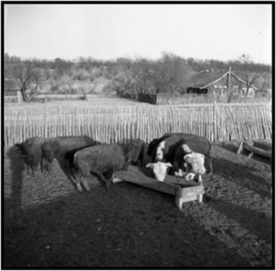 1949 Lambshead Ranch_Matthews by Wallace, Sally Brittingham