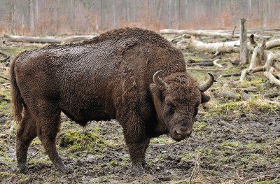 European Bison in Minsk Zoo