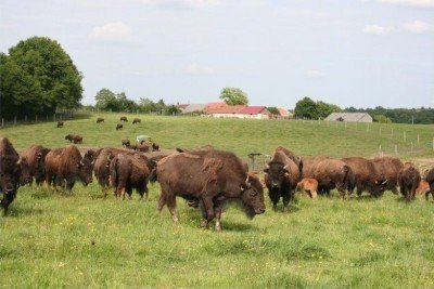 France Bison du Perigord ranch