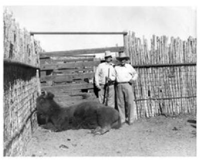 John Lane and Cap Yates standing near a dead buffalo in a corral.