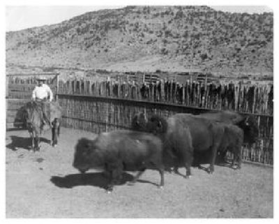 John Lane sitting on a horse next to five buffalo in a corral.