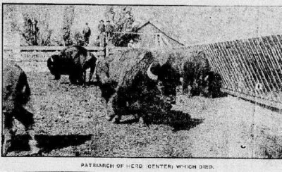 Patriarch of the Herd (center) Which Died