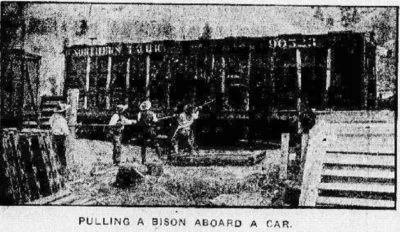 Pulling a Bison Aboard a Car