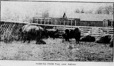 Feeding in the Hay Racks