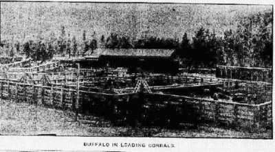 Buffalo in Loading Corrals