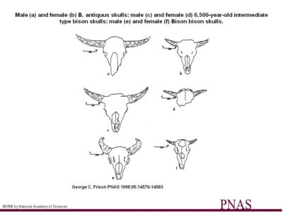 Bison Skulls Graph PNAS