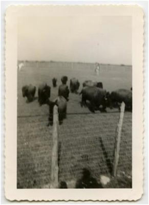 Photo of buffalo behind a fence at Double Heart Ranch in Sweetwater Texas 1944
