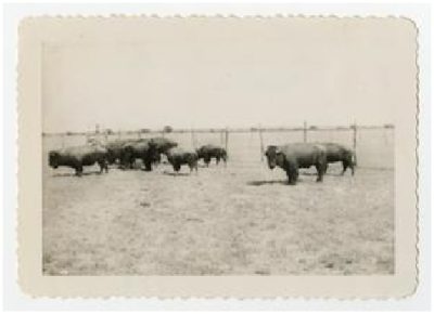 Photograph of a buffalo herd at Double Heart Ranch, Sweetwater Texas 1944