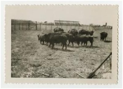 Photograph 2 of a buffalo herd at Double Heart Ranch, Sweetwater Texas 1944