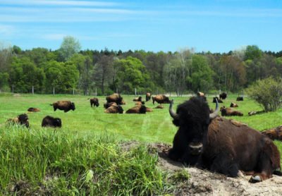 Bison Safari