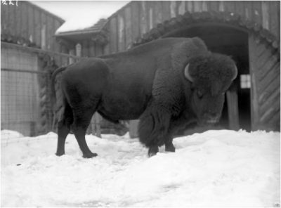 Legendary Bison Bulls Bison Bull 10 dollar note