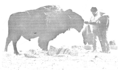 Jumbo 3340 lbs _Flocchini Bull
