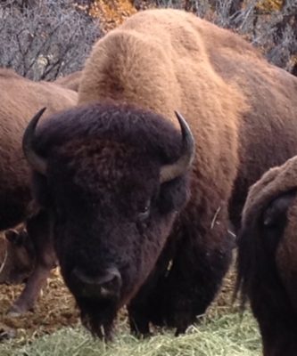 Bison Bull 3150lbs