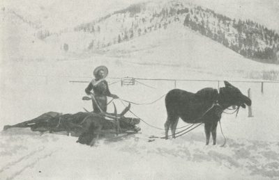 Nellie Bly hitched to a sled