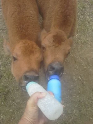 Bison Calves on bottle
