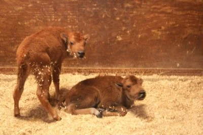 Bison Milk and the Orphan Buffalo Calf