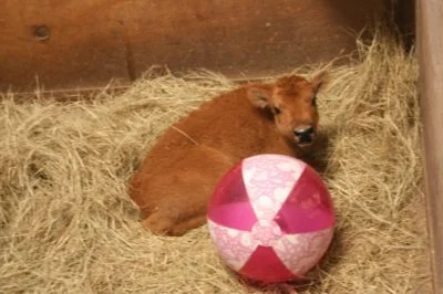 Orphan Buffalo Calf