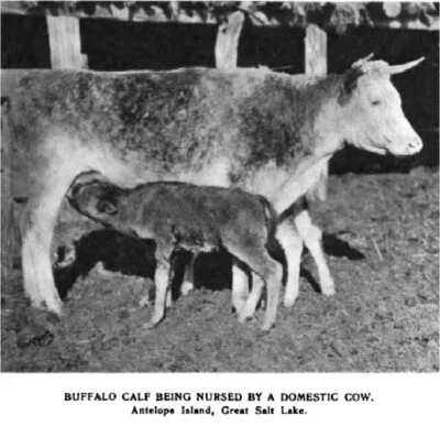 Buffalo calf on milk cow