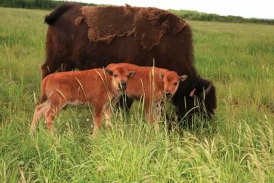 Bison Calf twins