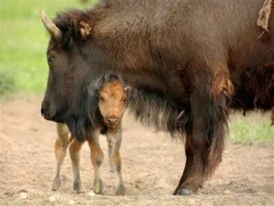 Bitterrott Bison cow and orphan buffalo calf (bull)