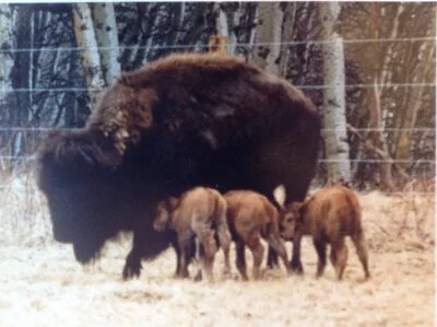 Buffalo Horn Ranch Buffalo Calf- Triplets