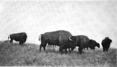 Kalispell Chief-Conrad Bull
