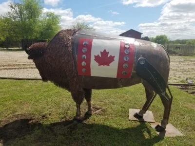 Who saved the bison? Canada saviors