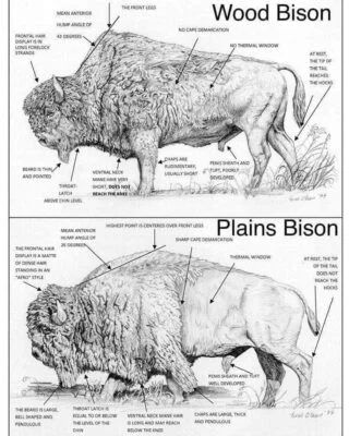 Plains vs Woods Bison by Wes Olson