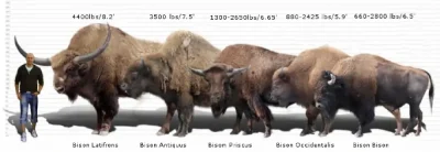 Bison history Timeline Ancient Bison Fauna