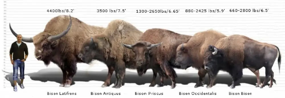 Bison Timeline -