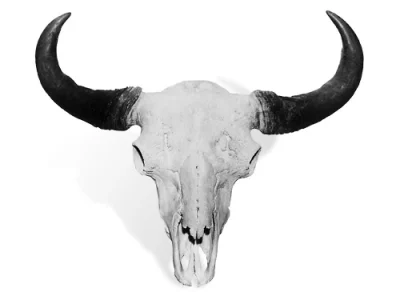 Old Tex Skull