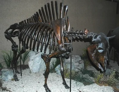 A skeleton of Bison antiquus the ice age species George McJunkin found at the Folsom site is on display at the Carnegie Museum of Natural History