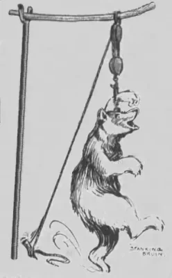 Bear at YNP being hunf from a tree for a spanking.