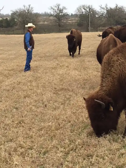 Bison Welfare: Balancing Nature and Agriculture - All About Bison