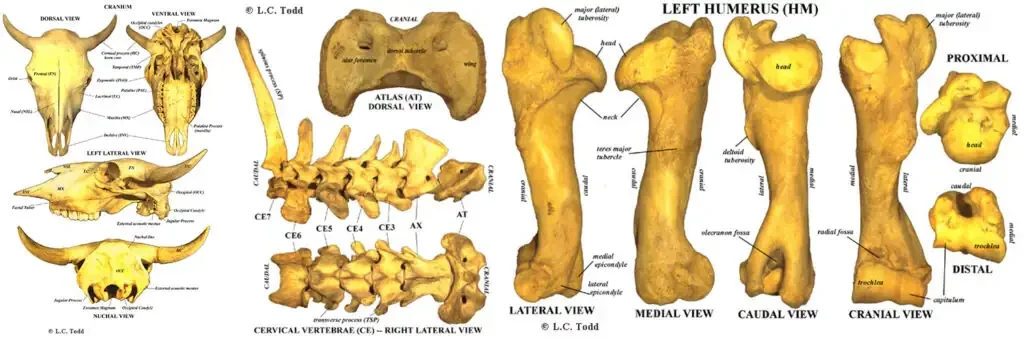 Bison Anatomy Bison Bones Header