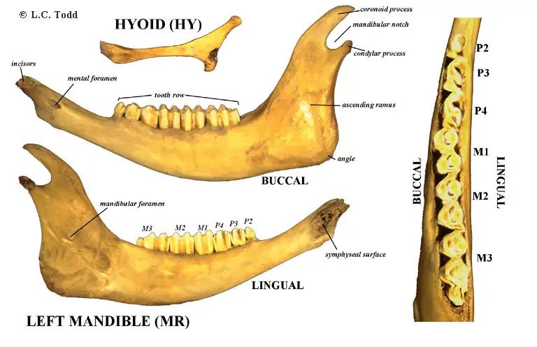 Bison Anatomy Bison Bones Hyoid-Mandible