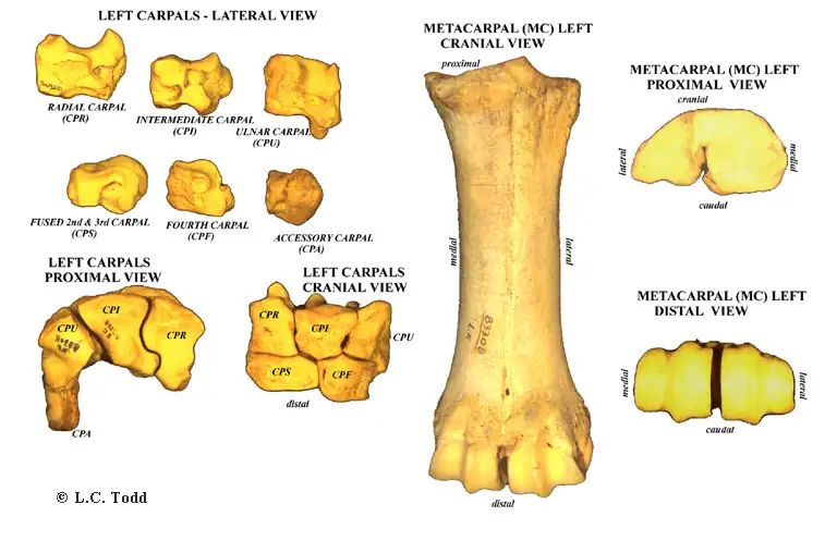 Bison Anatomy Bison Bones Carpals