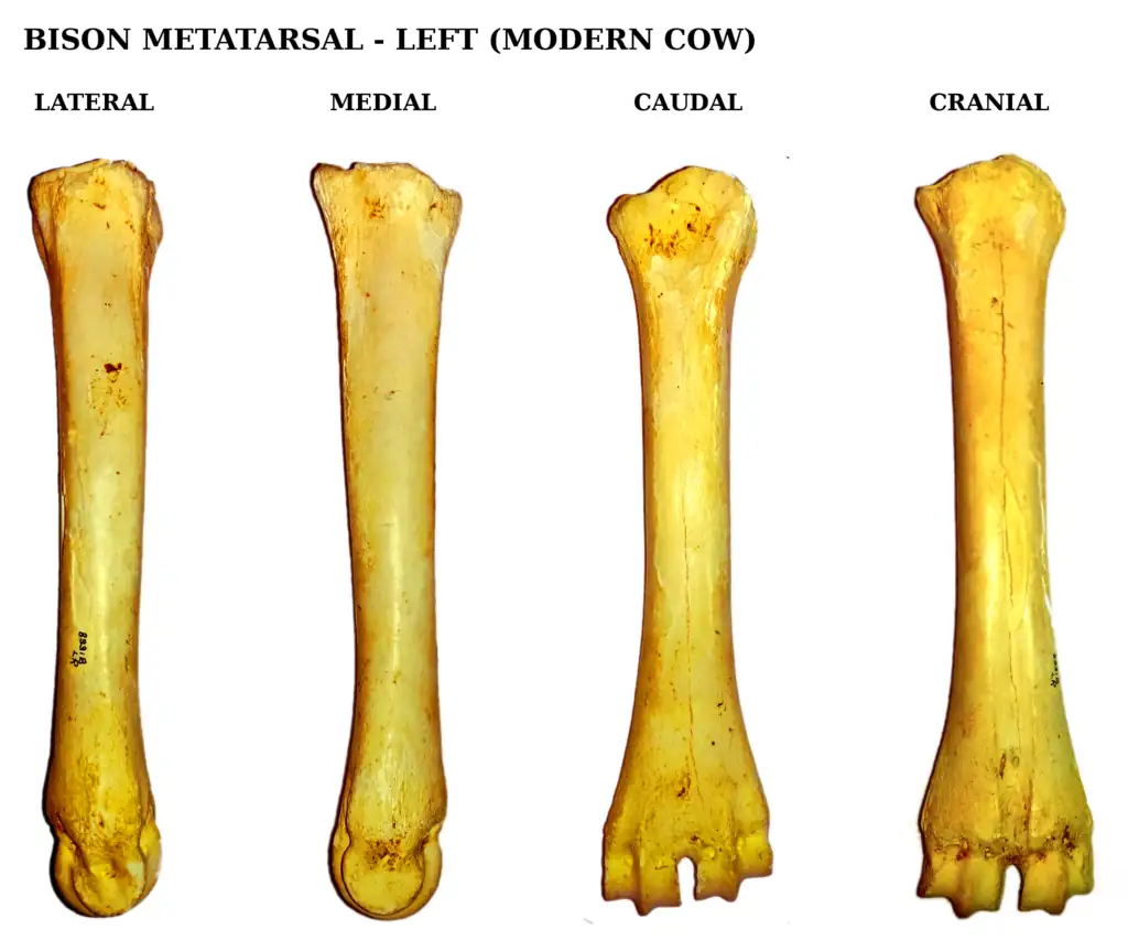 Bison Anatomy Bison Bones Metatarsal