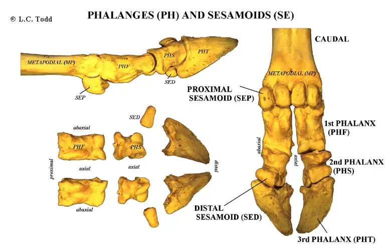 Bison Anatomy Bison Bones Phalanges
