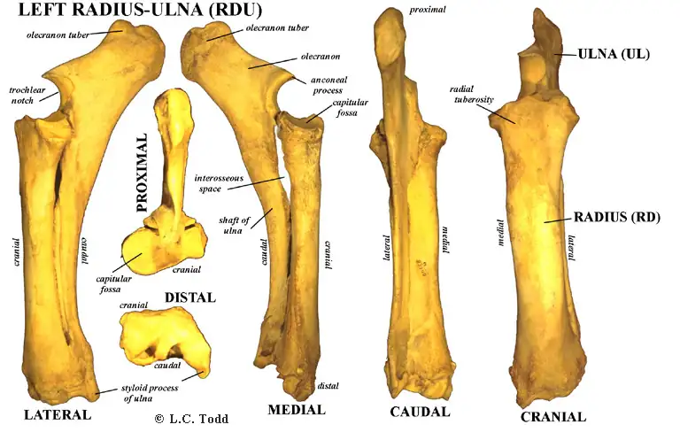 Bison Anatomy Bison Bones Ulna