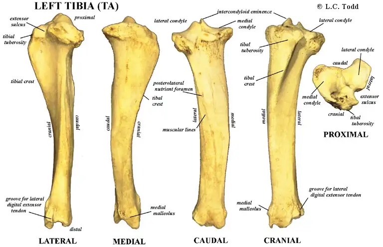 Bison Anatomy Bison Bones Tibia