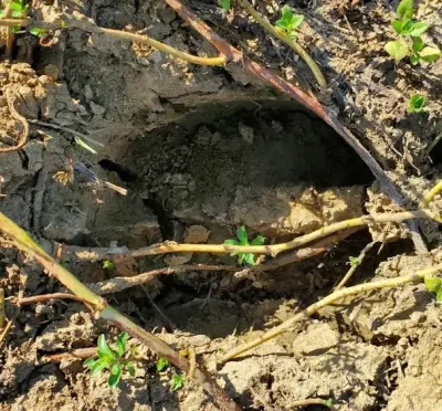 Bison Foot Print