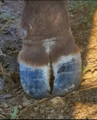 Bull Front Hoof