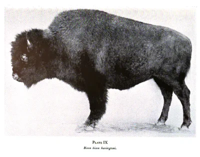bison bison haningtoni