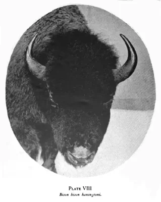 bison bison haningtoni