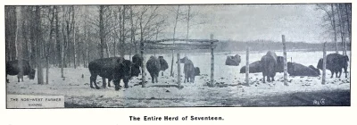 Lord Strathcona Bison Herd