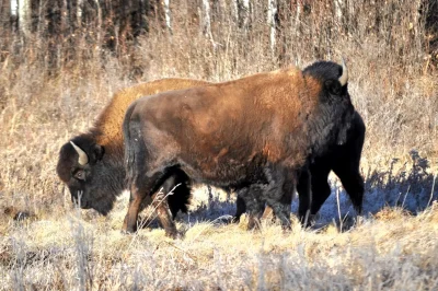 Two bull and one cow