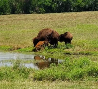Bison Cow with her present and past calves
